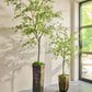 Bucida pot groen 228 cm