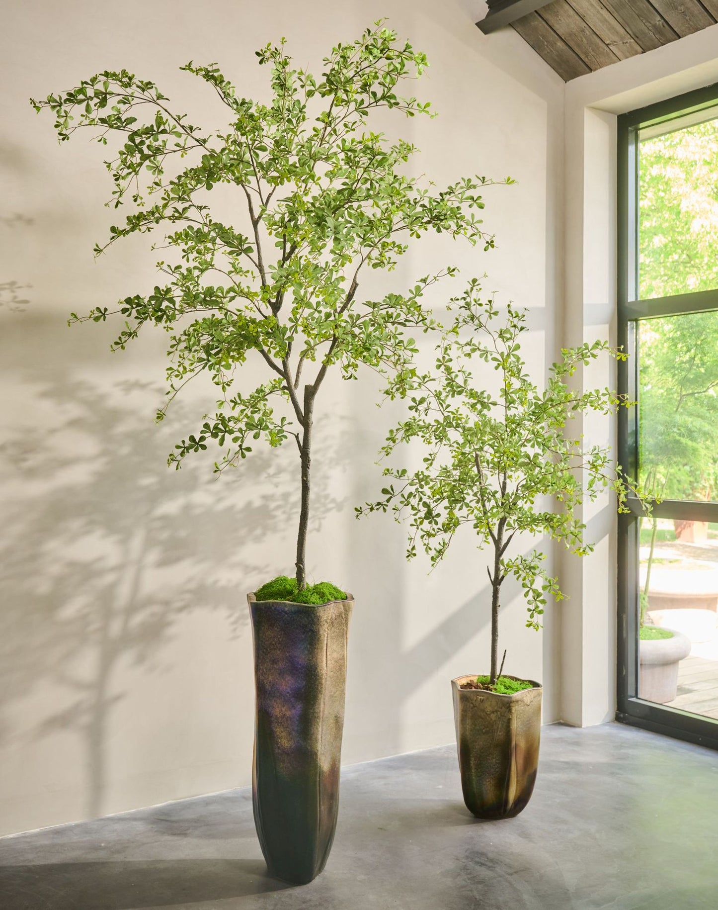 Bucida pot groen 228 cm