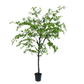 Bucida pot groen 228 cm