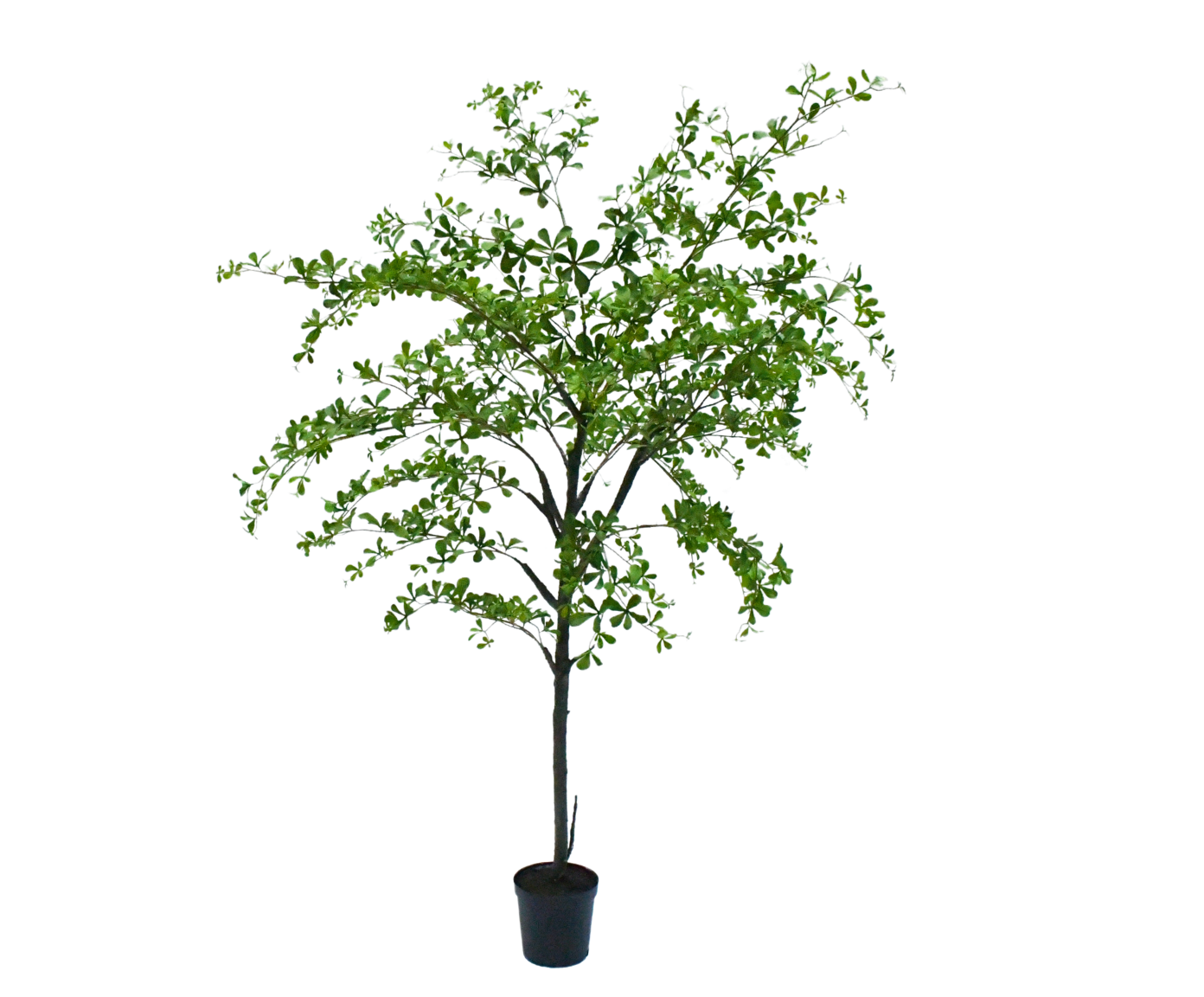 Bucida pot groen 228 cm