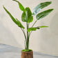 Strelitzia pot groen 120 cm