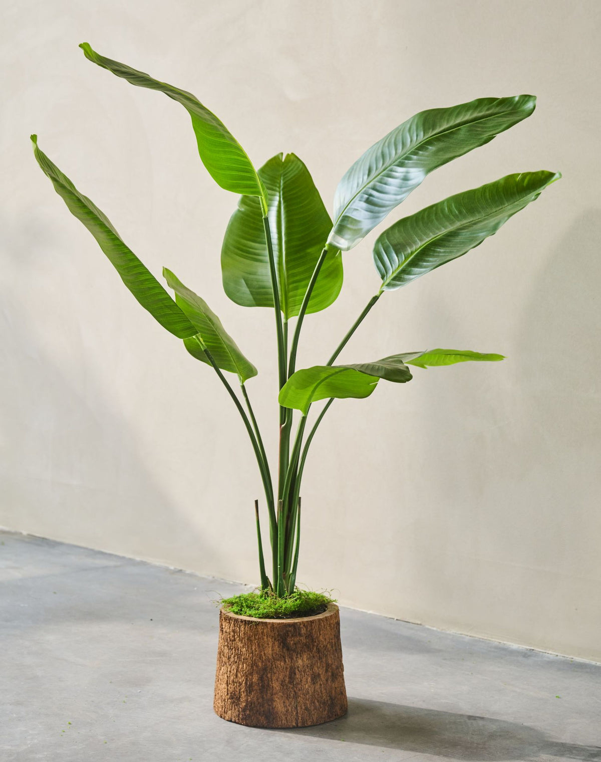 Strelitzia pot groen 120 cm