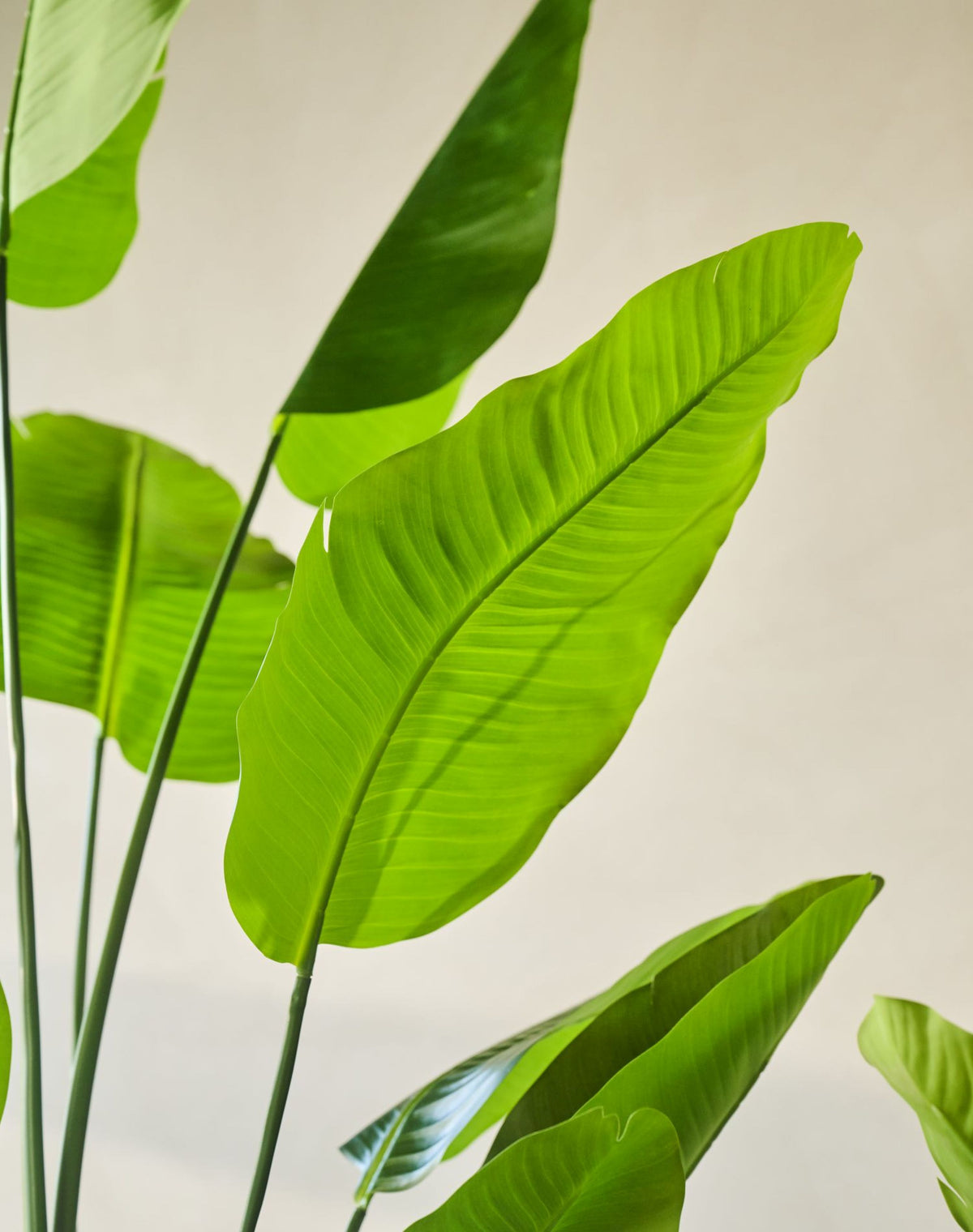 Strelitzia pot groen 120 cm