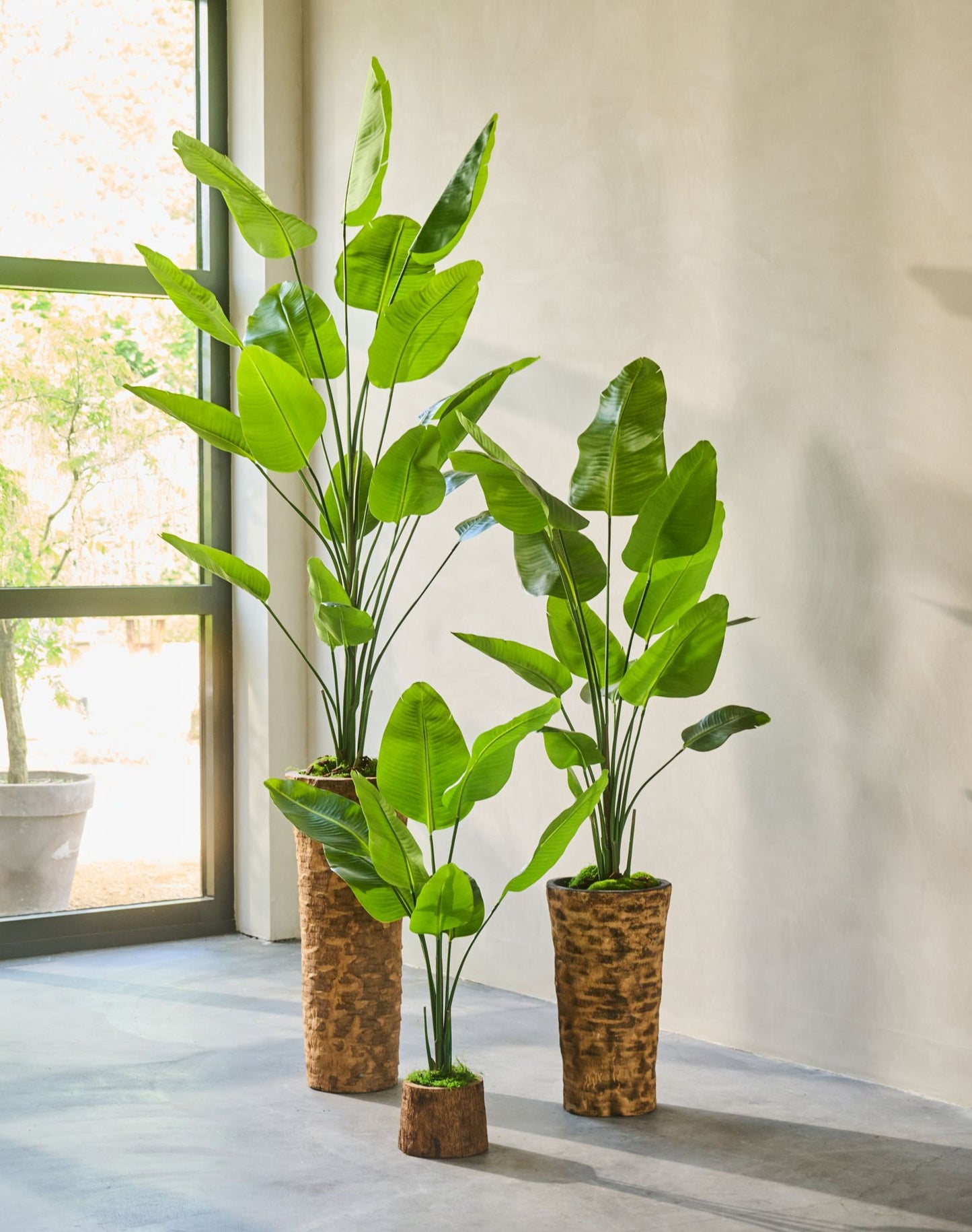 Strelitzia pot groen 120 cm