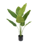 Strelitzia pot groen 120 cm