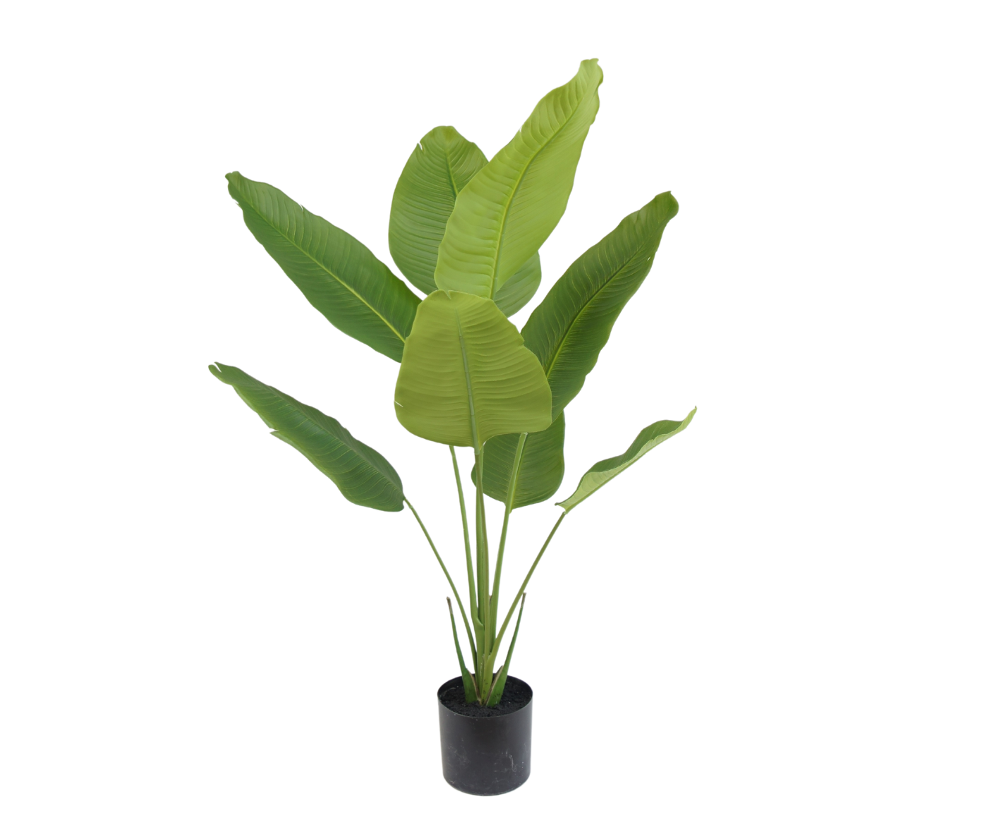 Strelitzia pot groen 120 cm