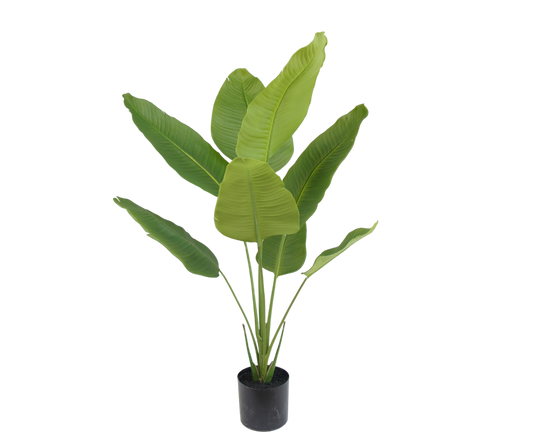 Strelitzia pot groen 120 cm
