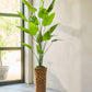 Strelitzia pot groen 240 cm