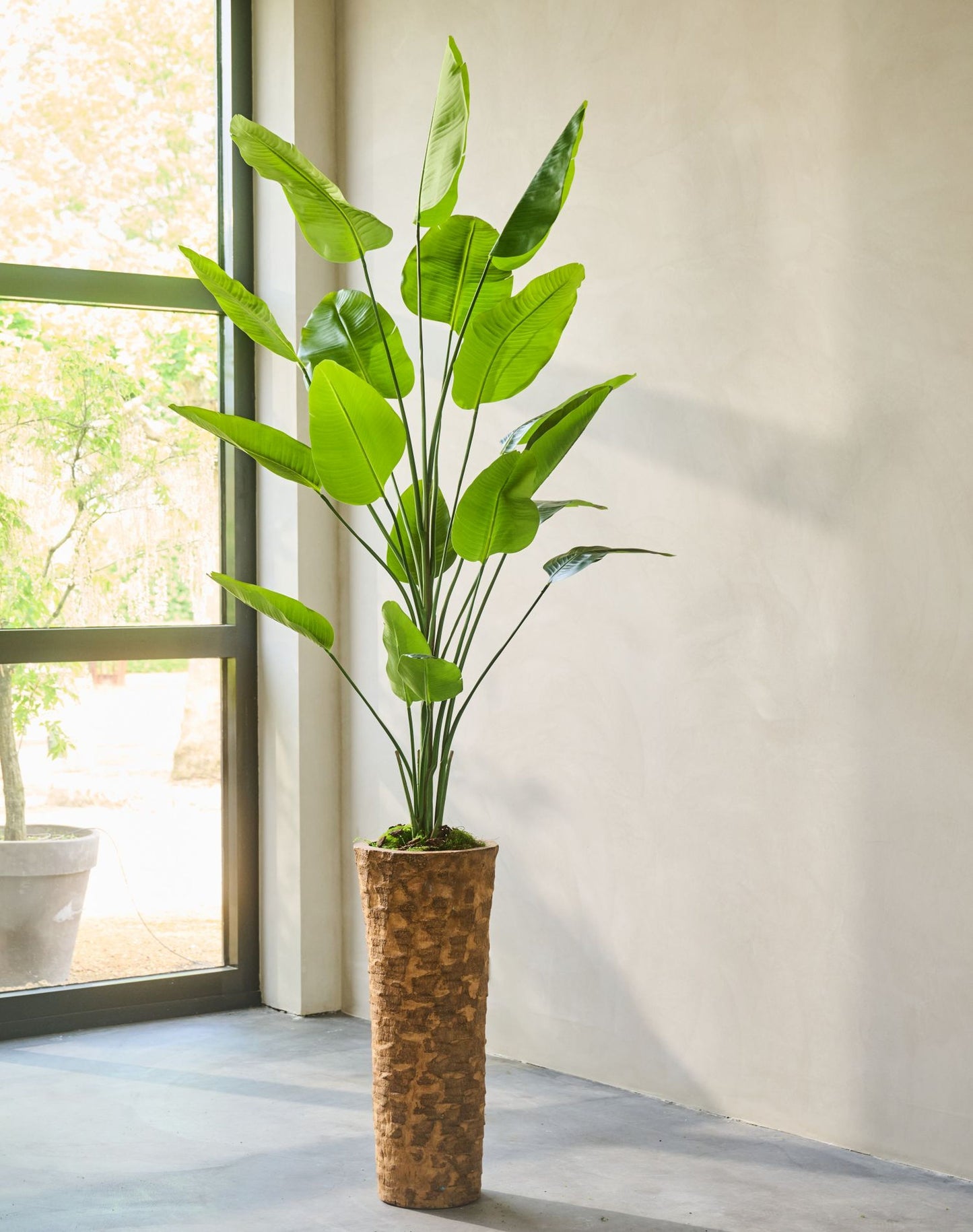 Strelitzia pot groen 240 cm