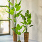 Strelitzia pot groen 240 cm
