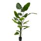 Strelitzia pot groen 240 cm
