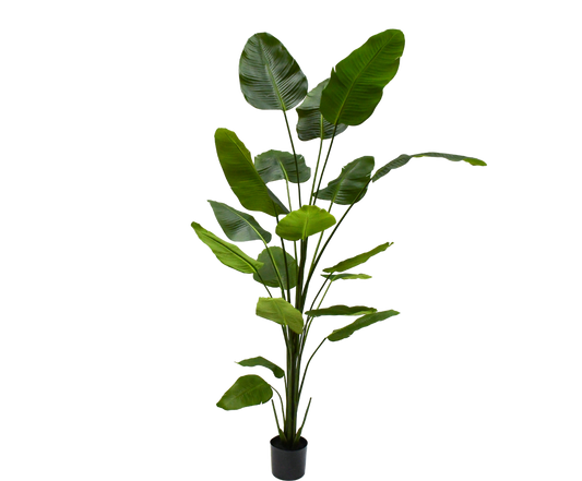 Strelitzia pot groen 240 cm