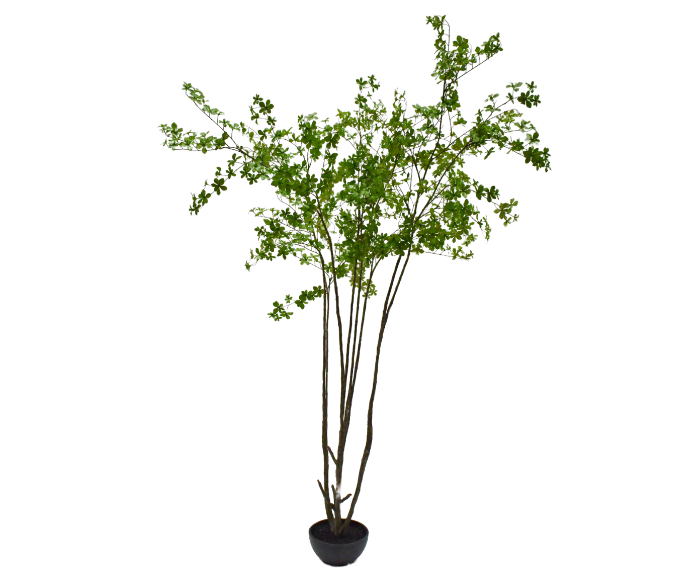 Bucida pot groen 250 cm