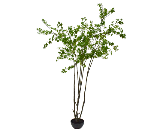 Bucida pot groen 250 cm