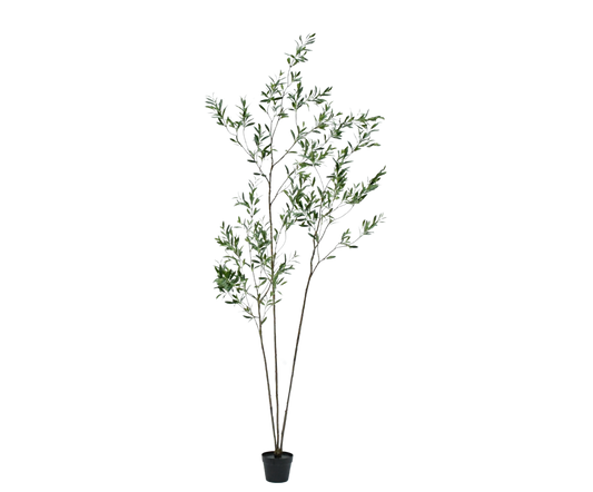 Olijf pot groen 234 cm