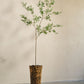 Olijf pot groen 234 cm