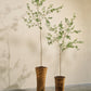 Olijf pot groen 234 cm