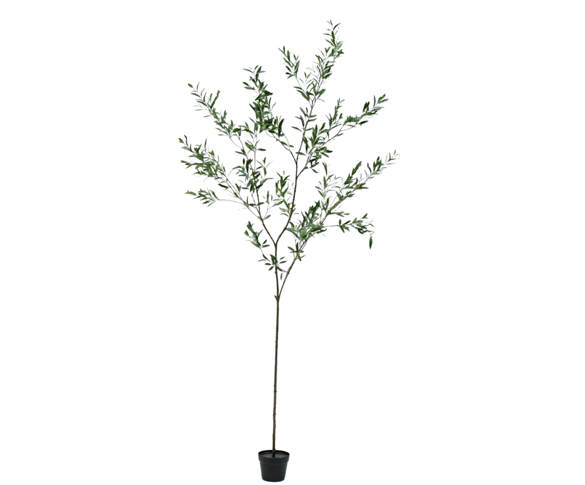 Olijf pot groen 234 cm
