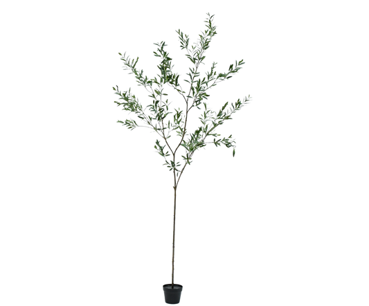 Olijf pot groen 234 cm