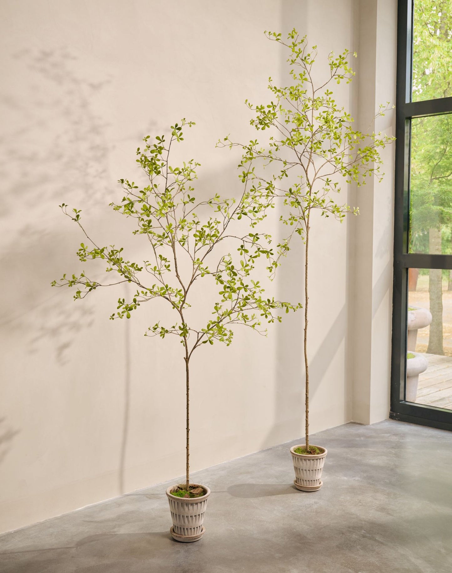 Bucida pot groen 220 cm