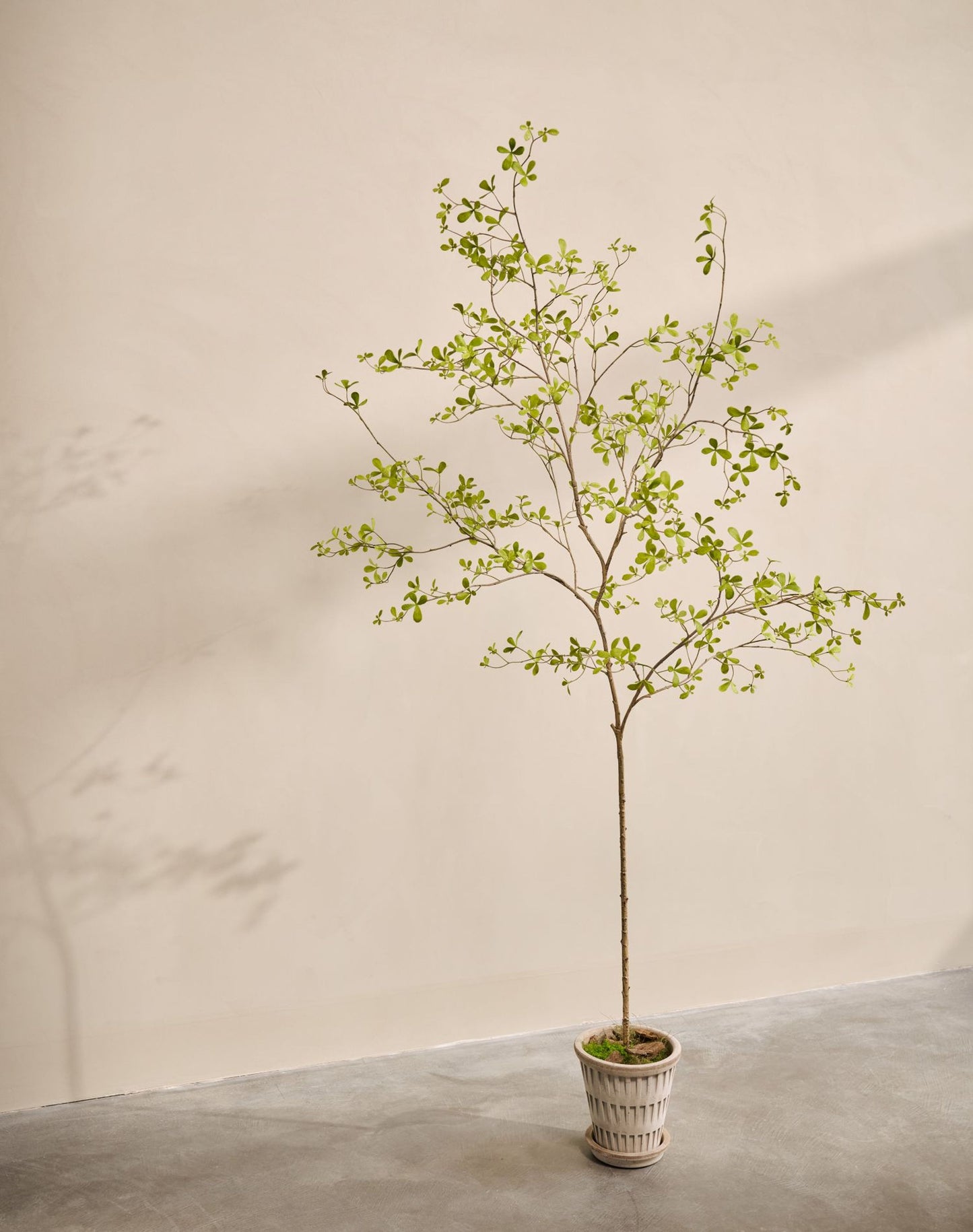 Bucida pot groen 220 cm