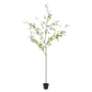 Bucida pot groen 220 cm