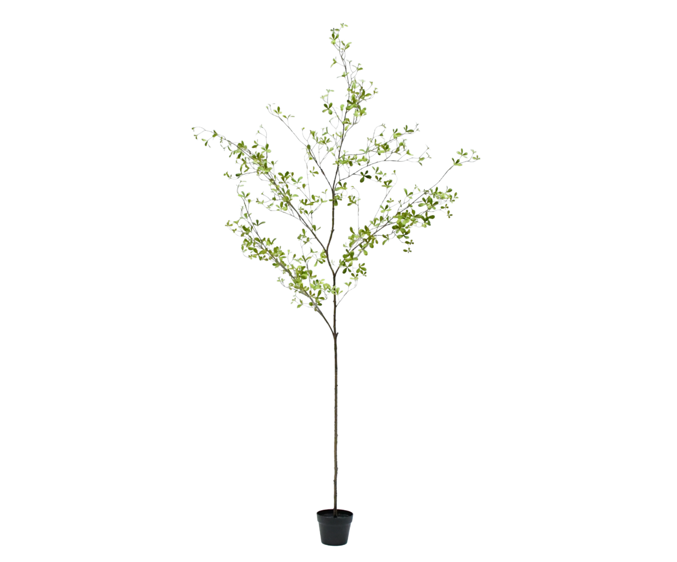 Bucida pot groen 220 cm