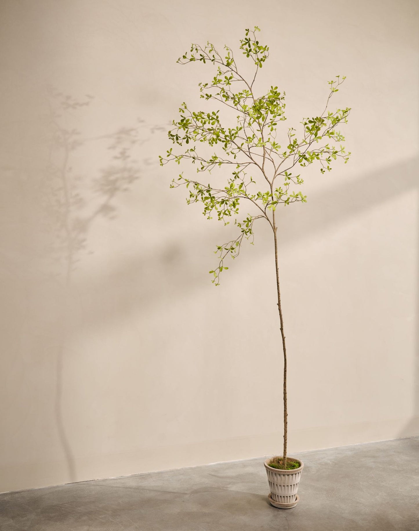 Bucida pot groen 290 cm
