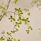 Bucida pot groen 290 cm