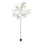 Bucida pot groen 290 cm