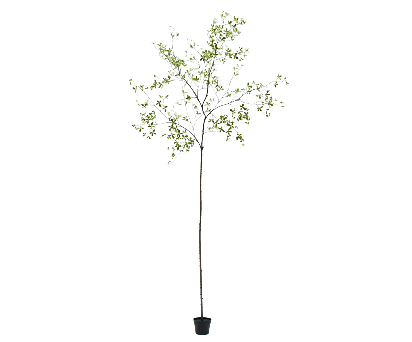 Bucida pot groen 290 cm