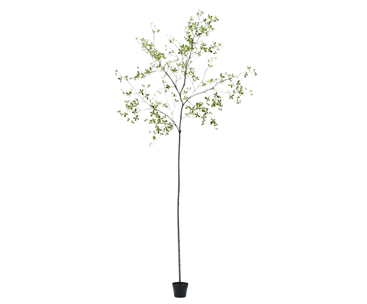 Bucida pot groen 290 cm