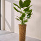Strelitzia pot groen 150 cm