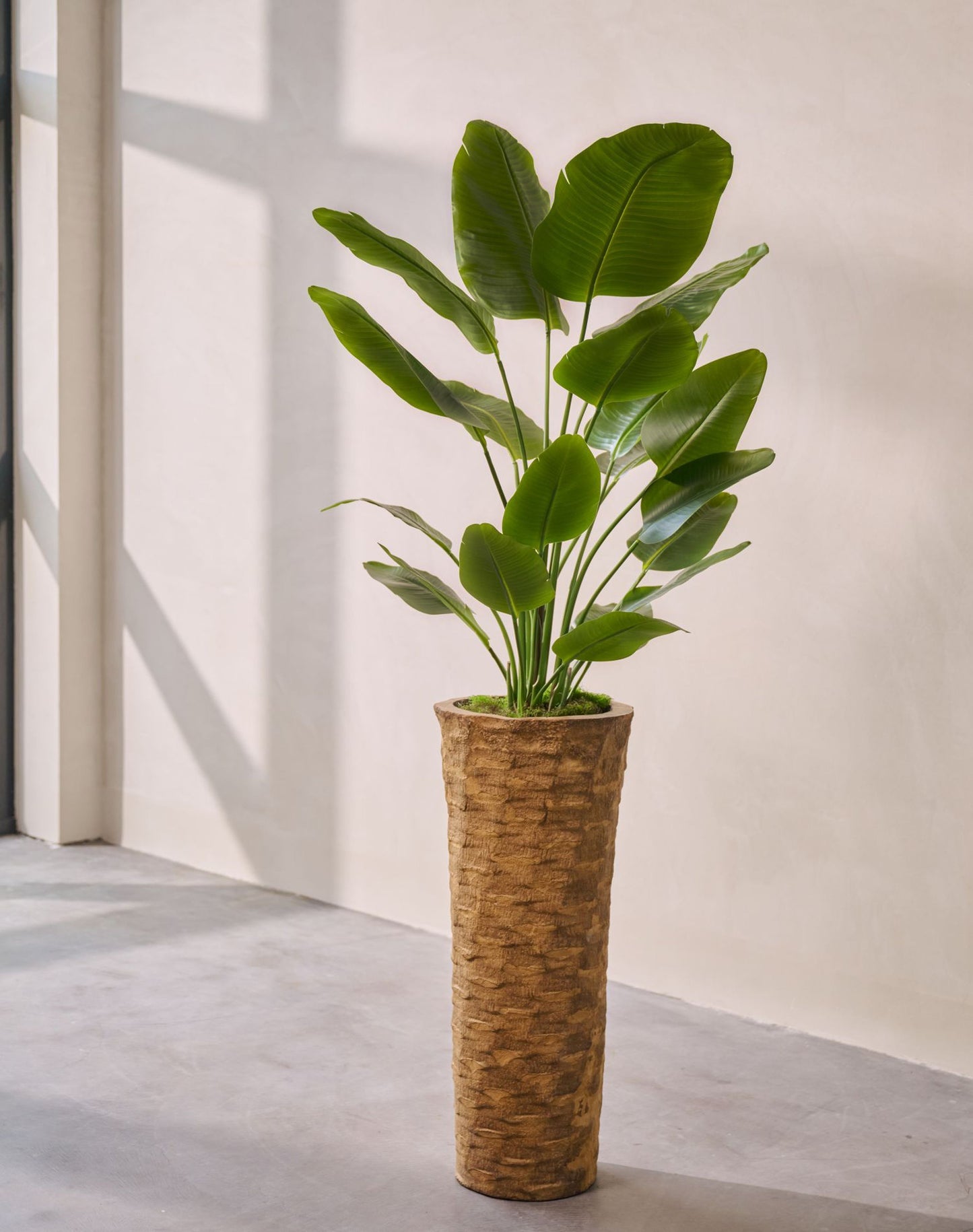 Strelitzia pot groen 150 cm