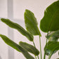 Strelitzia pot groen 150 cm