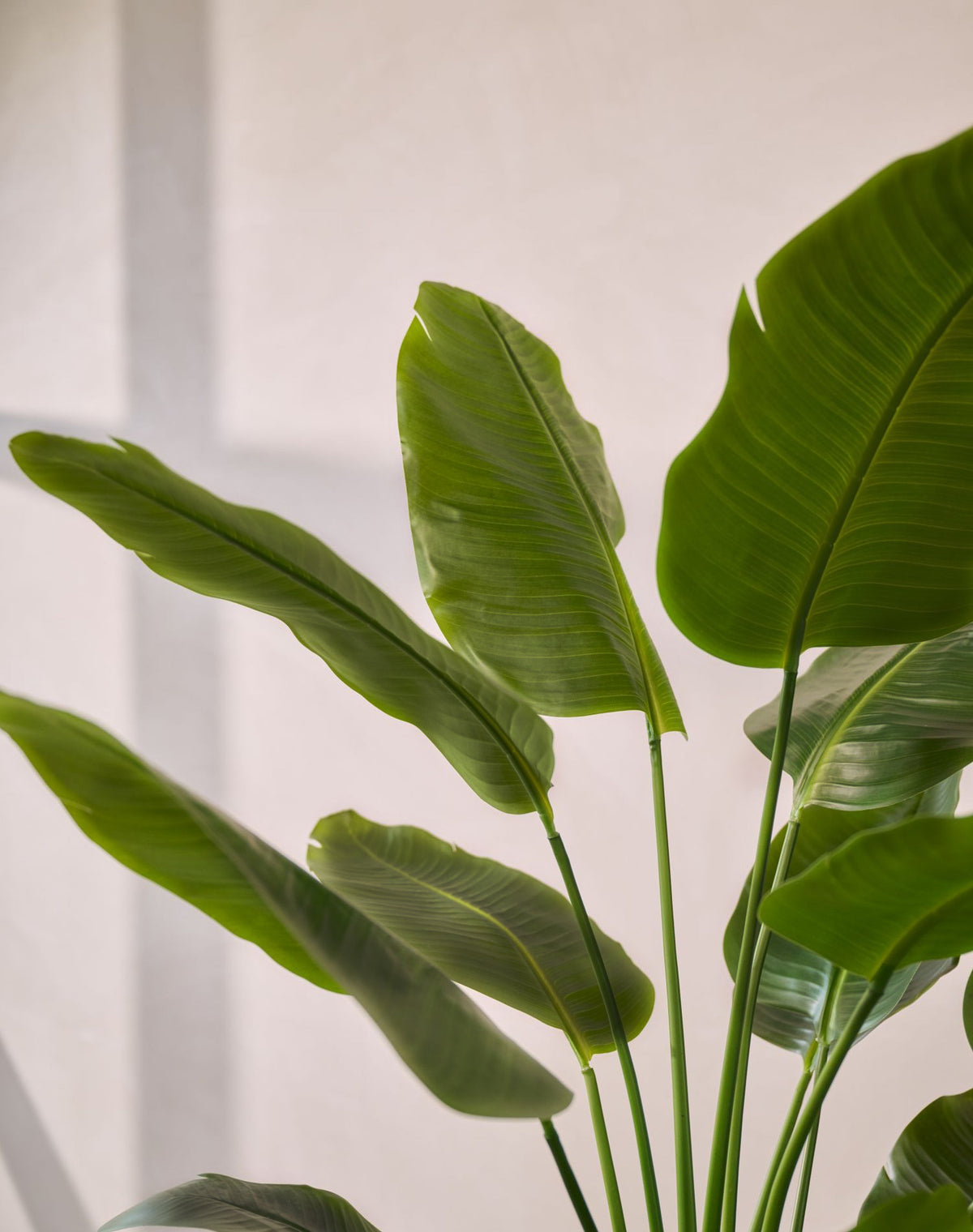 Strelitzia pot groen 150 cm