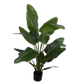 Strelitzia pot groen 150 cm