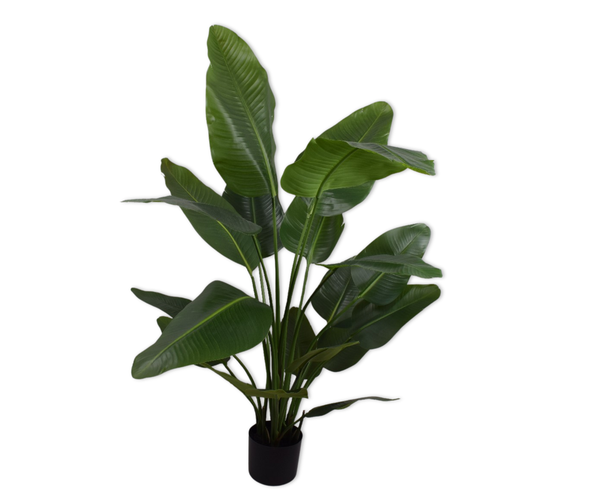 Strelitzia pot groen 150 cm