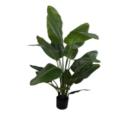Strelitzia pot groen 150 cm