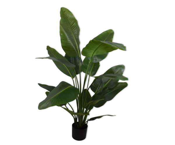Strelitzia pot groen 150 cm