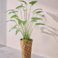 Alocasia pot groen 133 cm