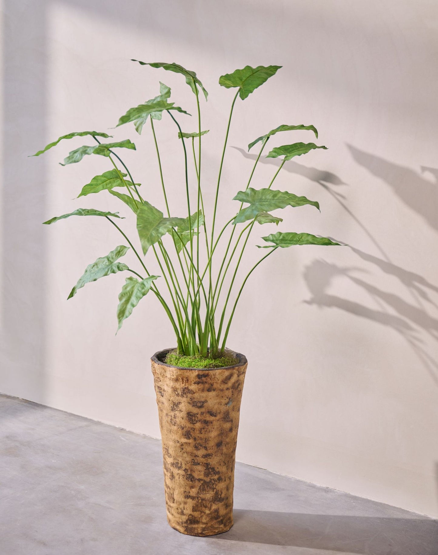 Alocasia pot groen 133 cm
