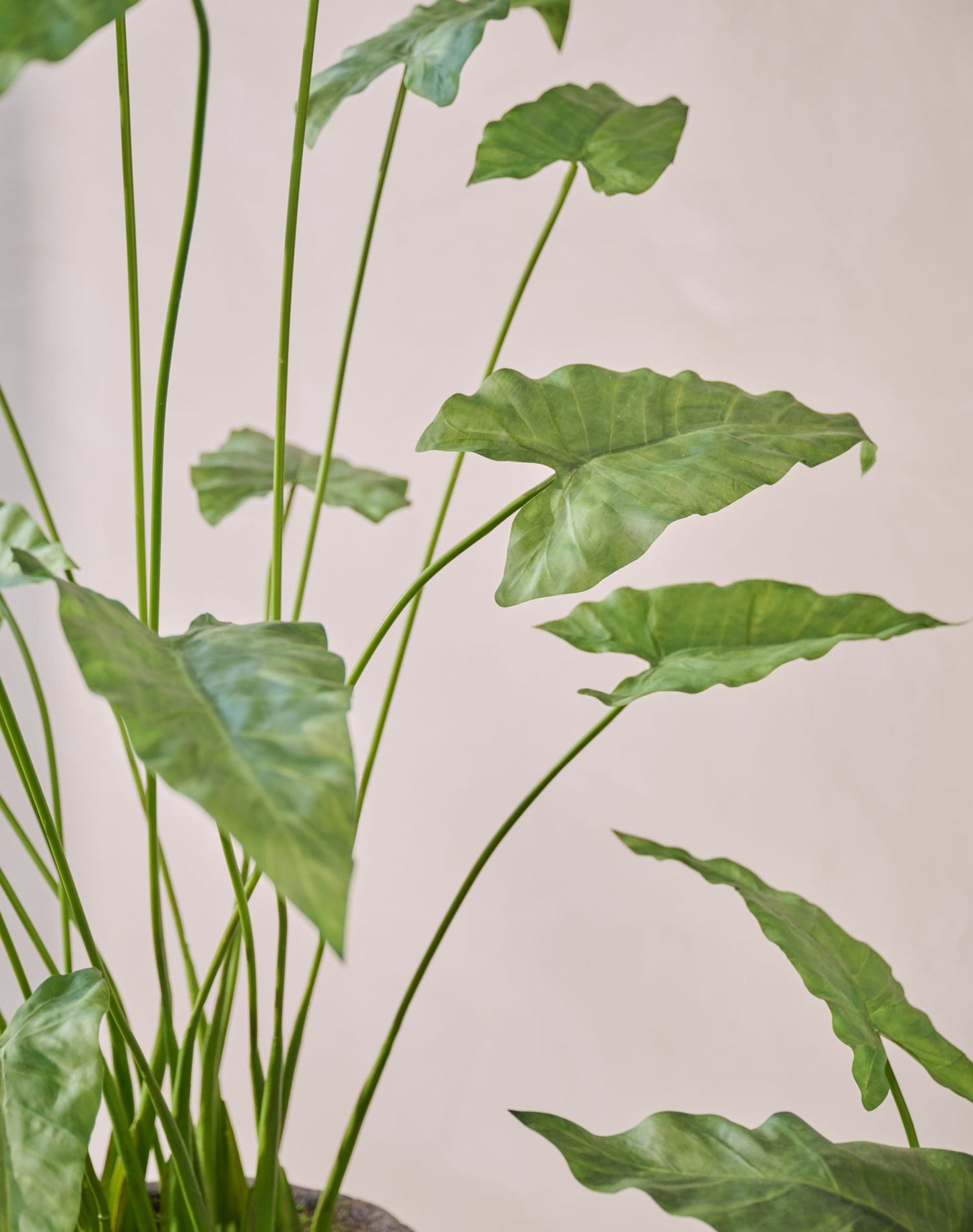 Alocasia pot groen 133 cm