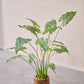 Alocasia pot groen 109 cm