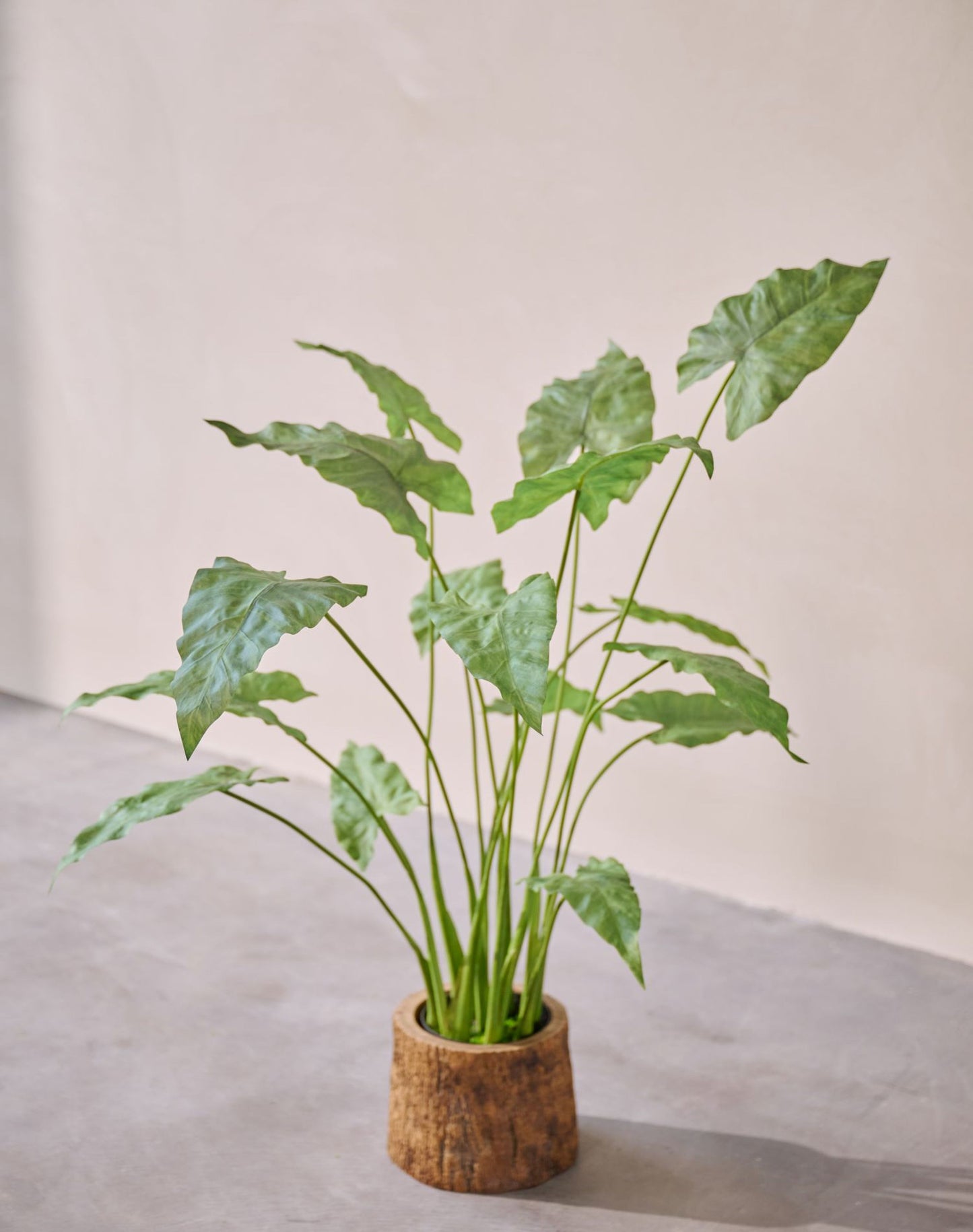 Alocasia pot groen 109 cm