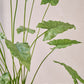Alocasia pot groen 109 cm