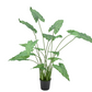 Alocasia pot groen 109 cm